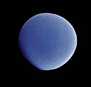 Compound eye of Antarctic krill