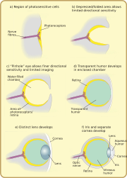 Diagram of major stages in the eye's evolution