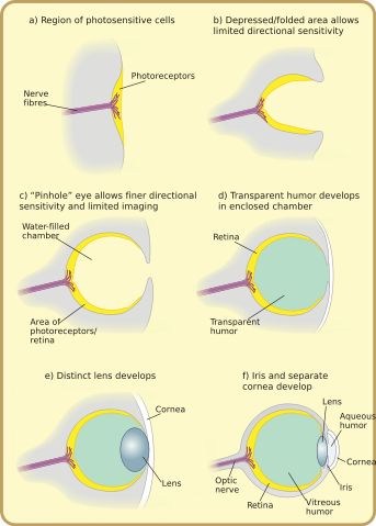 Image:Diagram of eye evolution.svg