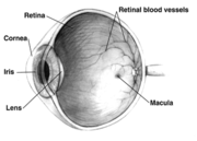 Diagram of a human eye; note that not all eyes have the same anatomy as a human eye.