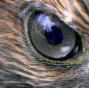 A hawk's eye