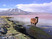 The llama is one of the icons of the Bolivian altiplano.