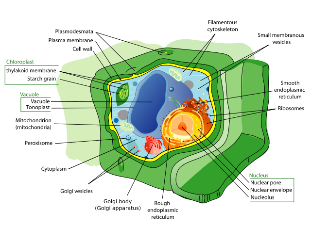 Image:Plant cell structure svg.svg