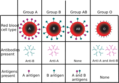 Blood type (or blood group) is determined, in part, by the ABO blood group antigens present on red blood cells.