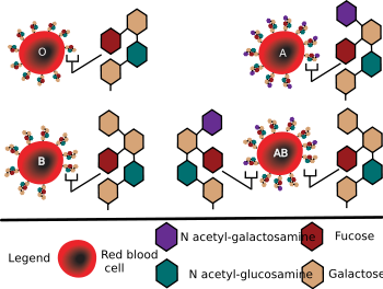 ABO blood group system - diagram showing the carbohydrate chains which determine the ABO blood group