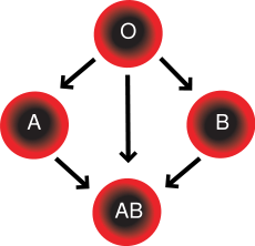 RBC Compatibility chartIn addition to donating to the same blood group; type O blood donors can give to A, B and AB; blood donors of types A and B can give to AB.