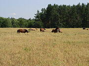 Horses grazing in Minsk Province