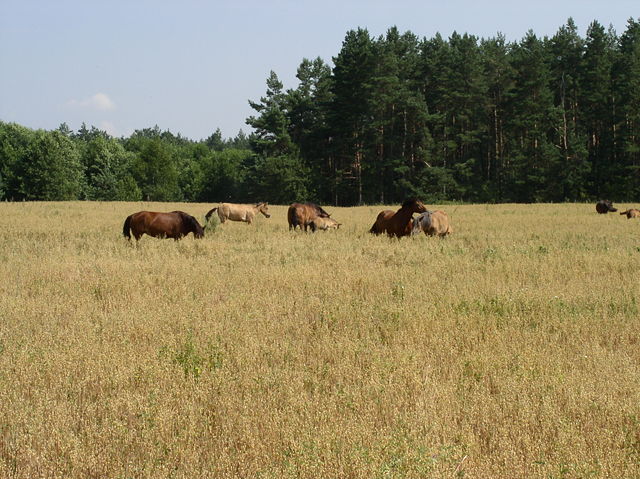 Image:Belarus-Minsk Province-Horses.jpg