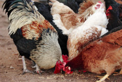 Chickens are often fed grains such as wheat
