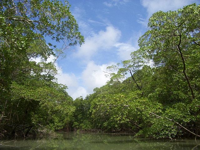 Image:River in the Amazon rainforest.jpg