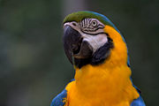 The Macaw is a typical animal of Brazil. The country has one of the world's most diverse populations of birds and amphibians.