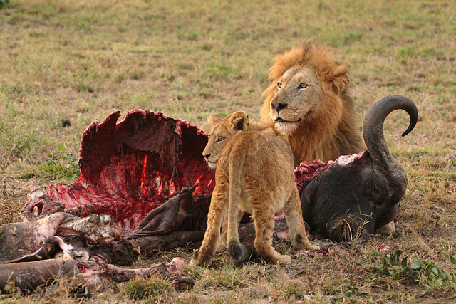 Image:Male Lion and Cub Chitwa South Africa Luca Galuzzi 2004.JPG