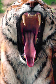 This tiger's sharp teeth and strong jaws are the classical physical traits expected from carnivorous mammalian predators
