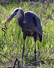 Great Blue Heron with a snake