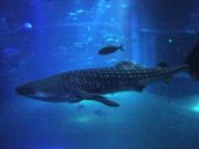 Whale shark in main tank at Osaka Aquarium.