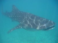 A whale shark in the Maldives