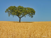 Cork oak on wheat field, a typical image of the Alentejo region.