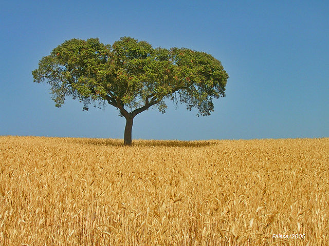 Image:Alentejo oak on wheat field.jpg