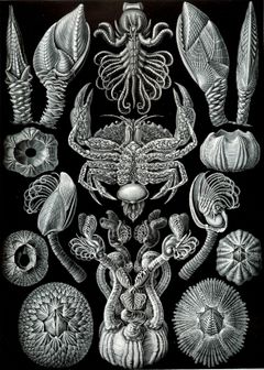 "Cirripedia" from Ernst Haeckel's Kunstformen der Natur (1904). The crab at the centre is nursing the externa of the parasitic cirripede Sacculina