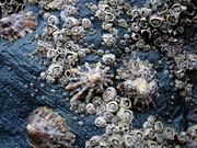 Barnacles and limpets compete for space in the intertidal zone.
