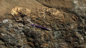 Miocene (Messinian) Megabalanus, smothered by sand and fossilised.