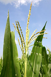 Corn male flower, a.k.a. corn tassel