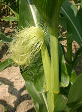 Corn female flower, a.k.a. corn silk