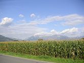 Field of maize in Liechtenstein