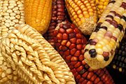 Exotic varieties of maize are collected to add genetic diversity when selectively breeding new domestic strains.