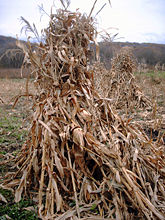 Corn shocks, or bundles, are a traditional harvest practice.