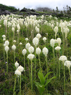 Beargrass is a tall flowering plant commonly found throughout the park.