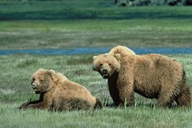 Approximately 300 Grizzly bears are believed to exist in the park.