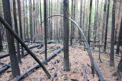 Forestland after 2003 fires