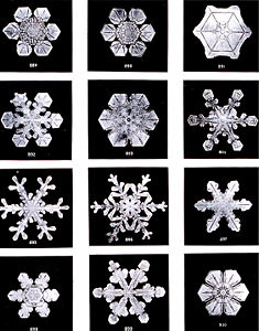 Snowflakes (ice crystals) by Wilson Bentley, 1902