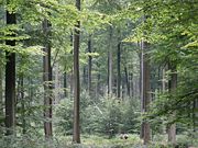 The Sonian Forest at the outskirts of Brussels