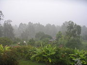 Rainforest outside Tegucigalpa
