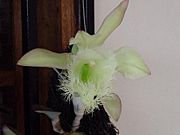Orchid Brassavola Digbiana