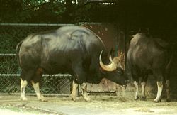 Gaur bull with the typical high dorsal ridge