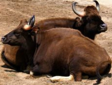Two gaur