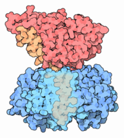 Cholera Toxin. The delivery region (blue) binds membrane carbohydrates to get into cells. The toxic part (red) is activated inside the cell (PDB code: 1xtc)
