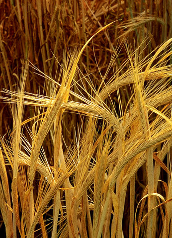 Image:Hordeum-barley.jpg