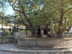 Kos town: The Plane Tree of Hippocrates, under which Hippocrates is said to have worked.