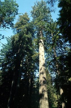Sequoia sempervirens in Redwood National and State Parks