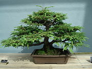 An example of a bonsai redwood, from the Brooklyn Botanic Garden.
