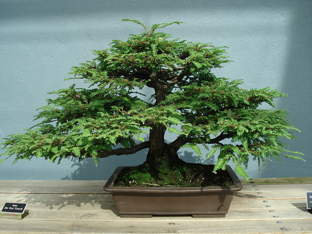 Image:Redwood bonsai.JPG
