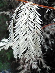 An "albino" Sequoia sempervirens exhibiting lack of chlorophyll