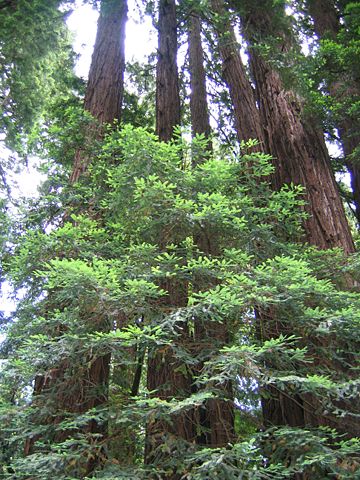 Image:Family ring of redwoods.jpg