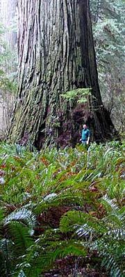 An Arborist standing next to Del Norte Titan for size comparison. This is in Jedediah Smith Redwoods State Park during the winter of 2008.