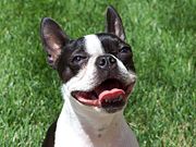 1 year old Boston Terrier with mouth wide open