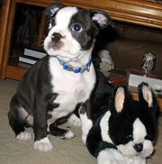 3 month old Boston Terrier